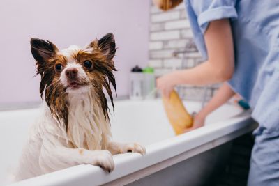 Pet Grooming and Pet Sitting Insurance in Northumberland, PA by Keystone-Pfeiffer-Naginey Insurance