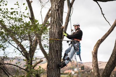 Tree Trimming Insurance in Northumberland, PA by Keystone-Pfeiffer-Naginey Insurance